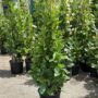 Mandevilla – Bride’s Cascade – 12″ Pot (Teepee)